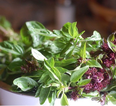 Rare Basil Parmyum Mix